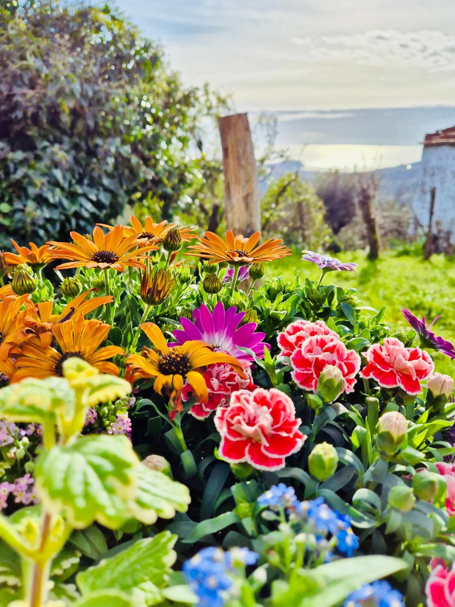 La Collina Sul Mare - Casa Vacanze Sestri Levante Luaran gambar